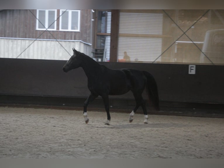 Baden Württemberger Merrie 14 Jaar 162 cm Zwartbruin in Weilheim