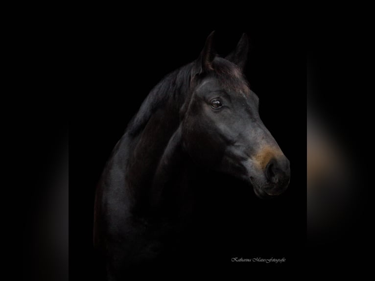 Baden Württemberger Merrie 14 Jaar 162 cm Zwartbruin in Weilheim