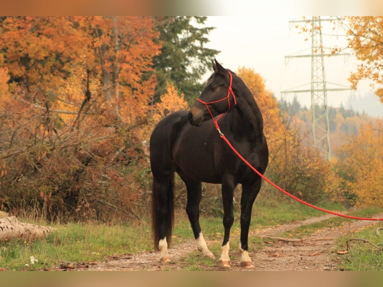 Baden Württemberger Merrie 14 Jaar 162 cm Zwartbruin in Weilheim