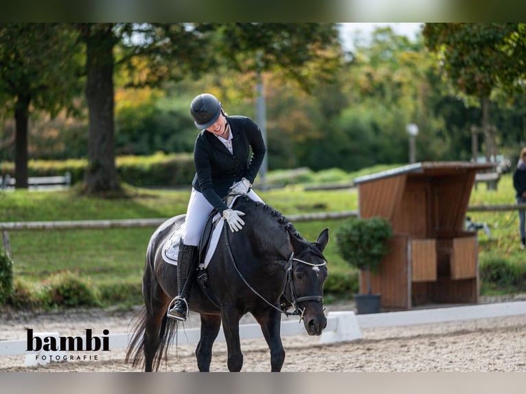 Baden Württemberger Merrie 14 Jaar 163 cm Donkerbruin in Tübingen