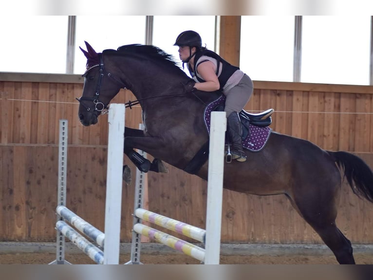 Baden Württemberger Merrie 14 Jaar 168 cm Bruin in Jettingen-Scheppach