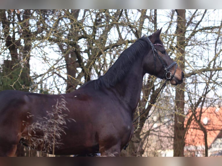 Baden Württemberger Merrie 14 Jaar 168 cm Bruin in Jettingen-Scheppach