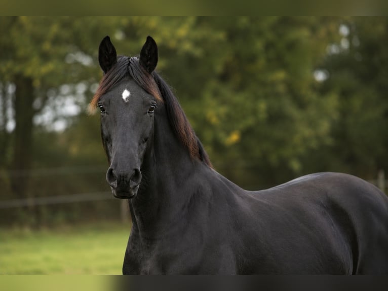 Baden Württemberger Merrie 14 Jaar 170 cm Zwart in Oldenburg