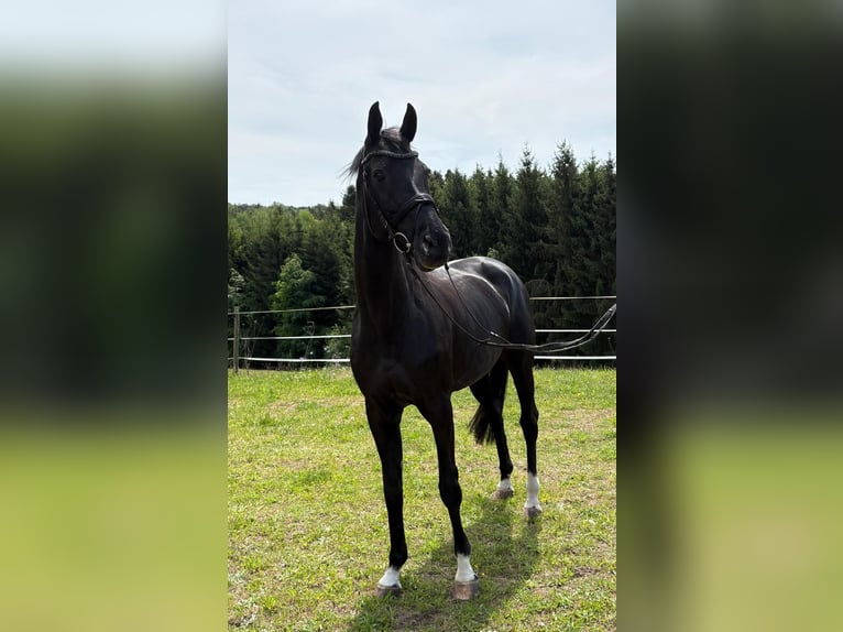 Baden Württemberger Merrie 17 Jaar 165 cm Zwartbruin in HüttlingenHüttlingen