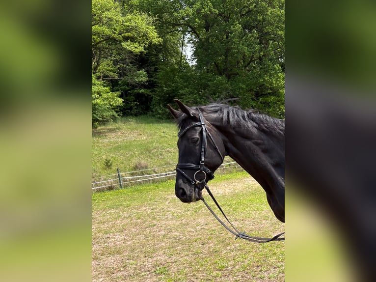 Baden Württemberger Merrie 17 Jaar 165 cm Zwartbruin in HüttlingenHüttlingen