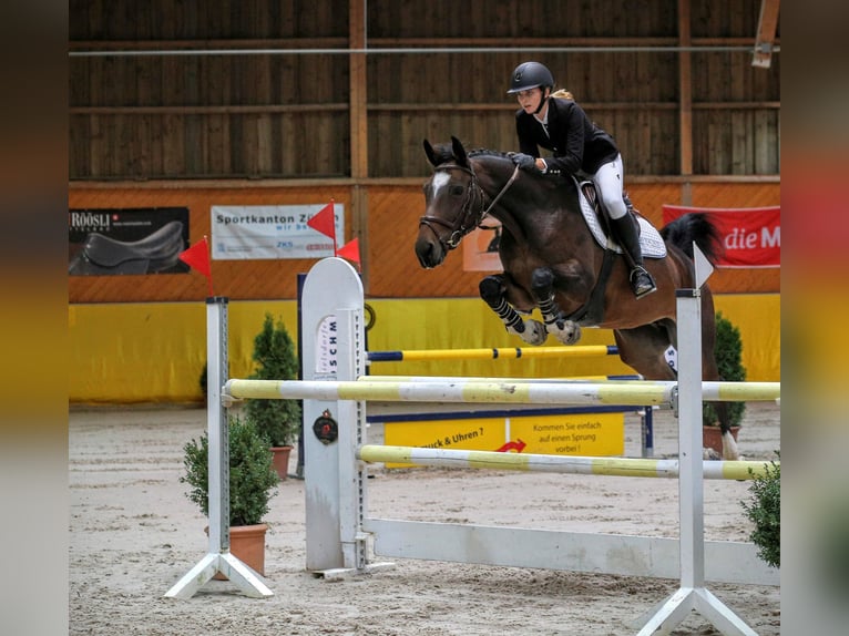 Baden Württemberger Merrie 18 Jaar 163 cm Donkerbruin in Erlen