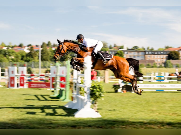 Baden Württemberger Merrie 19 Jaar 165 cm Bruin in Eppingen