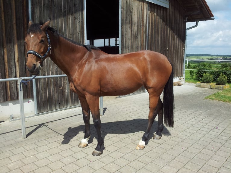 Baden Württemberger Merrie 19 Jaar 165 cm Bruin in Eppingen