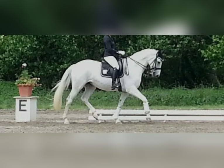 Baden Württemberger Merrie 19 Jaar 167 cm Schimmel in Baienfurt