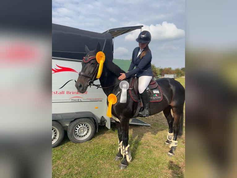 Baden Württemberger Merrie 20 Jaar 168 cm Donkerbruin in Freden (Leine)