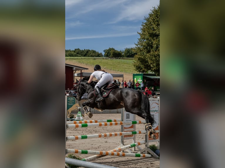Baden Württemberger Merrie 20 Jaar 168 cm Donkerbruin in Freden (Leine)