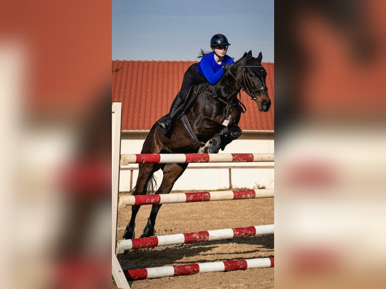 Baden Württemberger Merrie 20 Jaar 168 cm Donkerbruin in Freden (Leine)