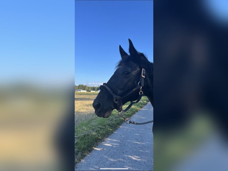 Baden Württemberger Merrie 27 Jaar 160 cm Zwart in Kulmbach