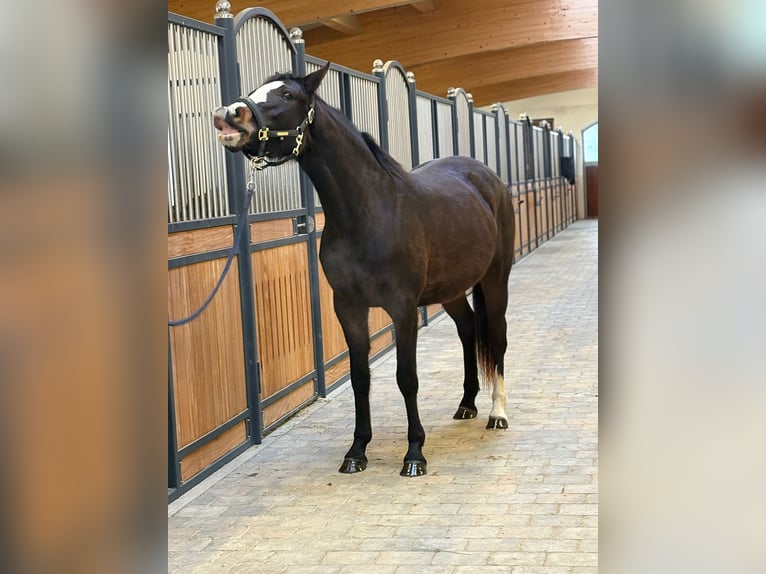 Baden Württemberger Merrie 3 Jaar 153 cm Donkerbruin in Westerheim