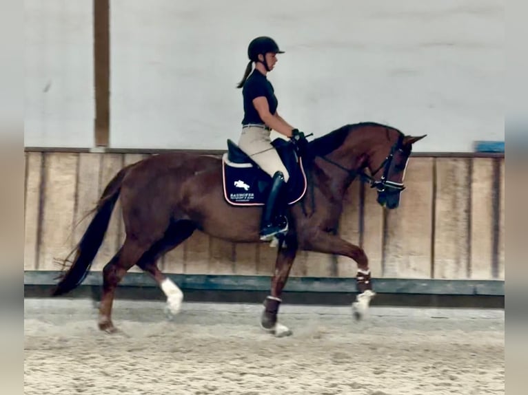 Baden Württemberger Merrie 3 Jaar 168 cm Donkere-vos in Heidelberg