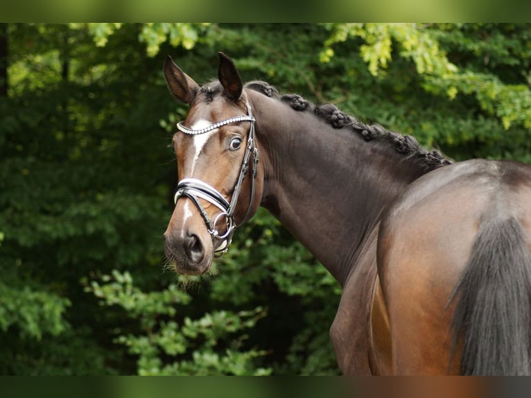 Baden Württemberger Merrie 3 Jaar 169 cm Donkerbruin in Gleichen