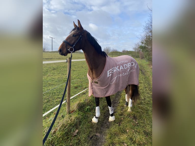 Baden Württemberger Merrie 3 Jaar 170 cm Bruin in Kirchheim am Ries