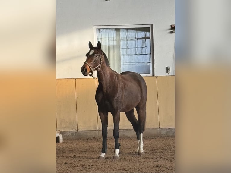 Baden Württemberger Merrie 3 Jaar 170 cm Bruin in Riesbürg