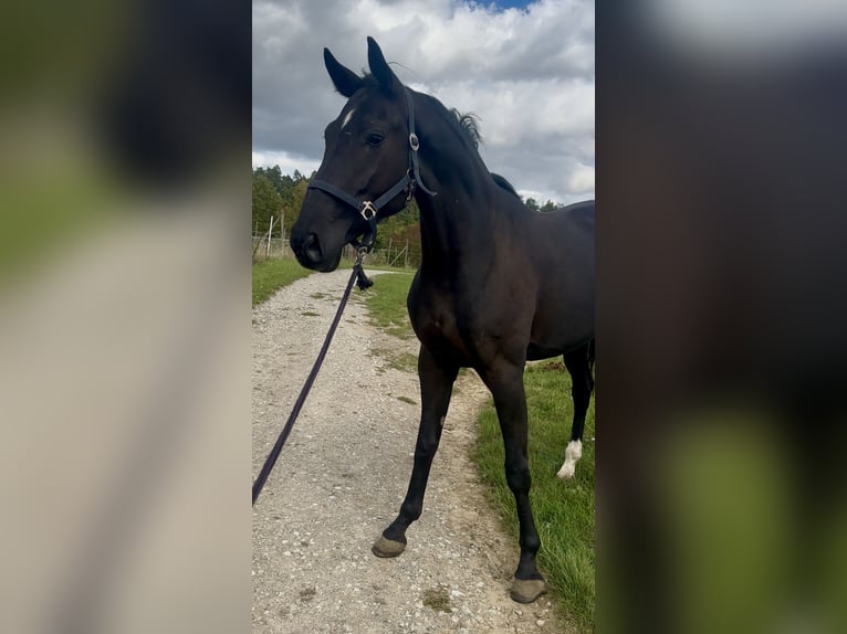 Baden Württemberger Merrie 3 Jaar 170 cm Zwart in W&#xFC;rzburg