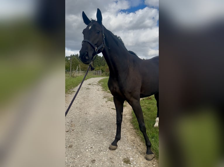 Baden Württemberger Merrie 3 Jaar 170 cm Zwart in W&#xFC;rzburg