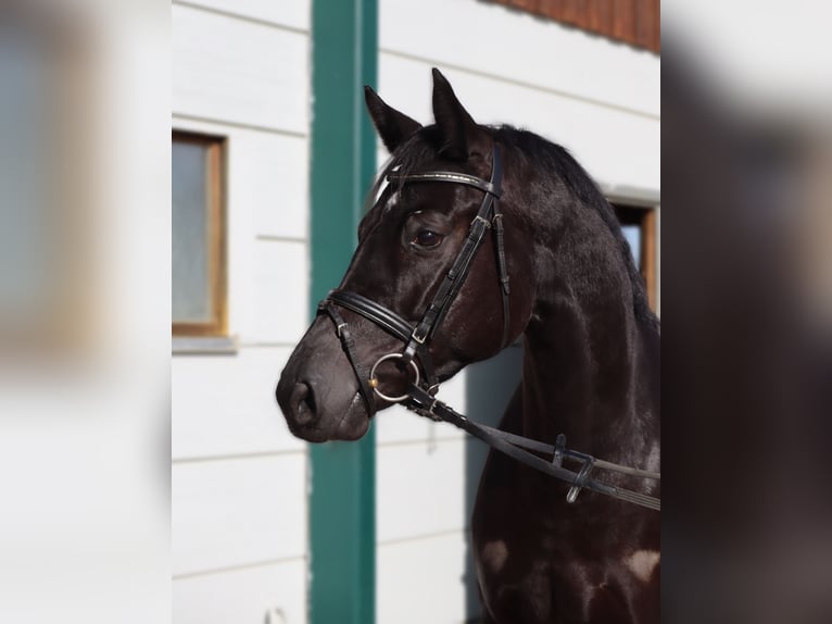 Baden Württemberger Merrie 4 Jaar 166 cm Zwart in Neuburg an der Kammel