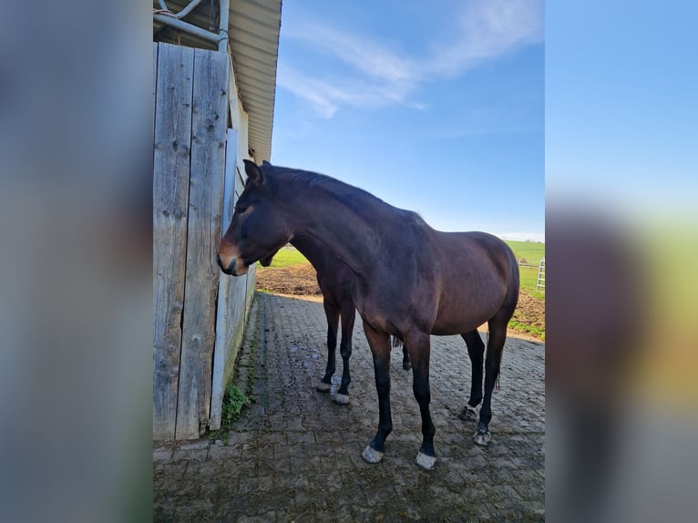 Baden Württemberger Merrie 4 Jaar 172 cm Bruin in Eberdingen