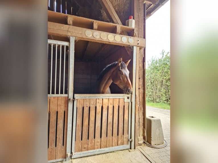 Baden Württemberger Merrie 4 Jaar 172 cm Bruin in Eberdingen