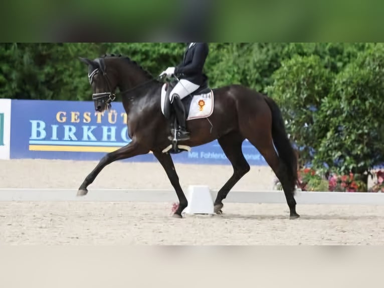 Baden Württemberger Merrie 5 Jaar 165 cm Zwart in Griesheim