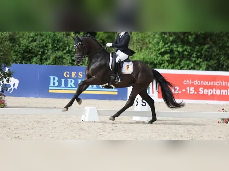 Baden Württemberger Merrie 5 Jaar 165 cm Zwart in Griesheim