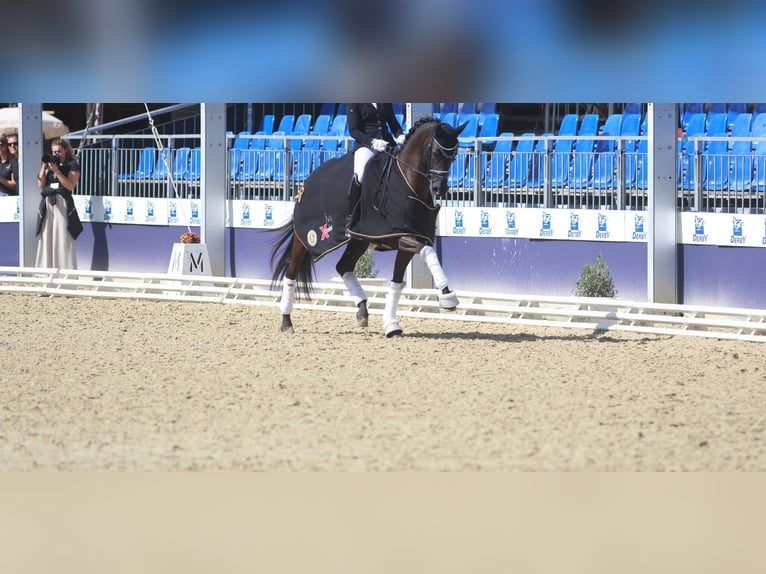 Baden Württemberger Merrie 5 Jaar 165 cm Zwart in Griesheim