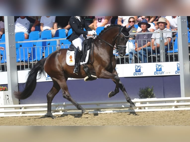 Baden Württemberger Merrie 5 Jaar 165 cm Zwart in Griesheim