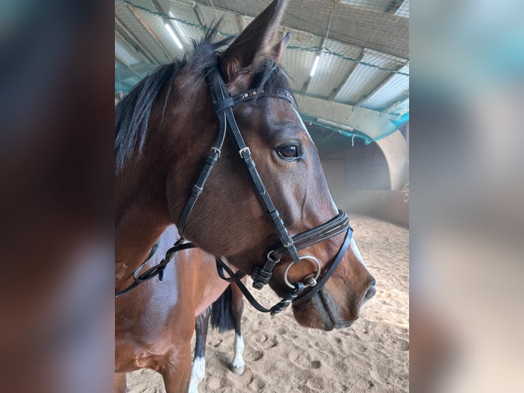 Baden Württemberger Merrie 5 Jaar 166 cm Bruin in Remseck am Neckar