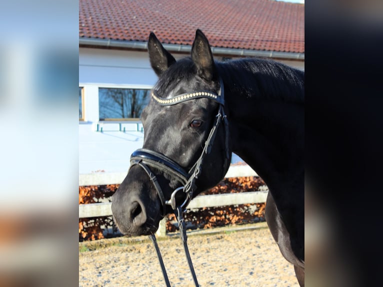 Baden Württemberger Merrie 5 Jaar 166 cm Zwart in Neuburg-Edelstetten