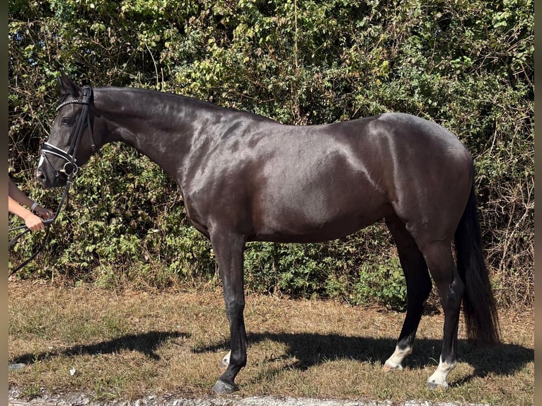 Baden Württemberger Merrie 5 Jaar 166 cm Zwart in Pliening