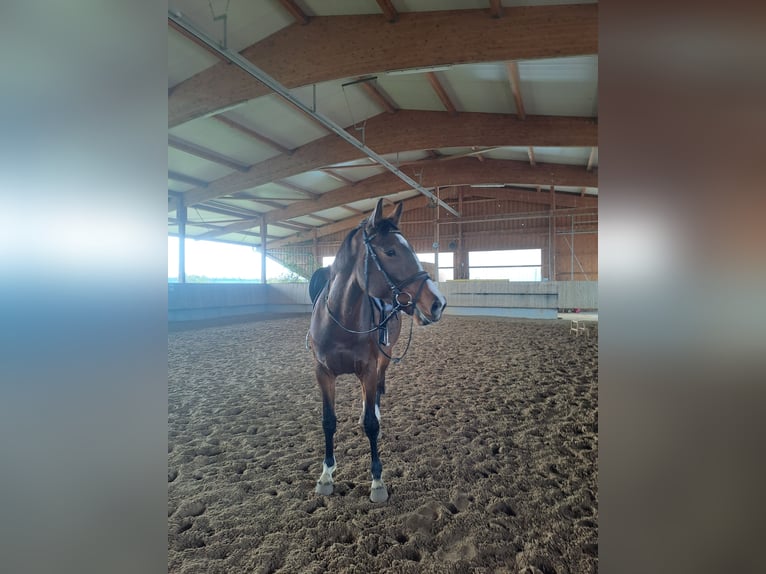 Baden Württemberger Merrie 5 Jaar 167 cm Bruin in Remseck am Neckar