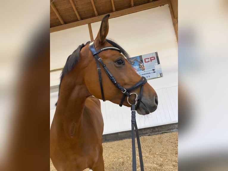 Baden Württemberger Merrie 5 Jaar 167 cm Bruin in Sigmaringen