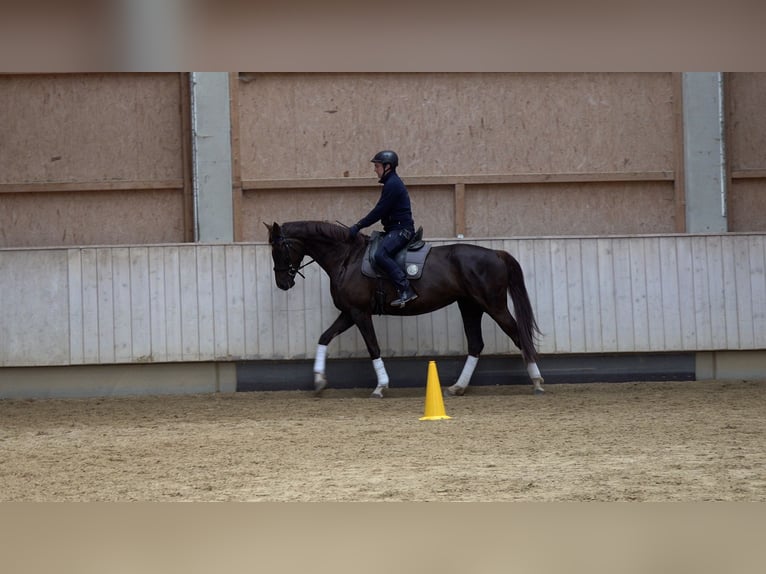 Baden Württemberger Merrie 5 Jaar 170 cm Donkere-vos in Rot an der Rot