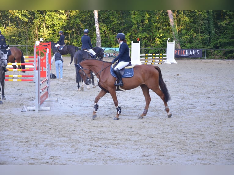 Baden Württemberger Merrie 5 Jaar 170 cm Vos in Leingarten