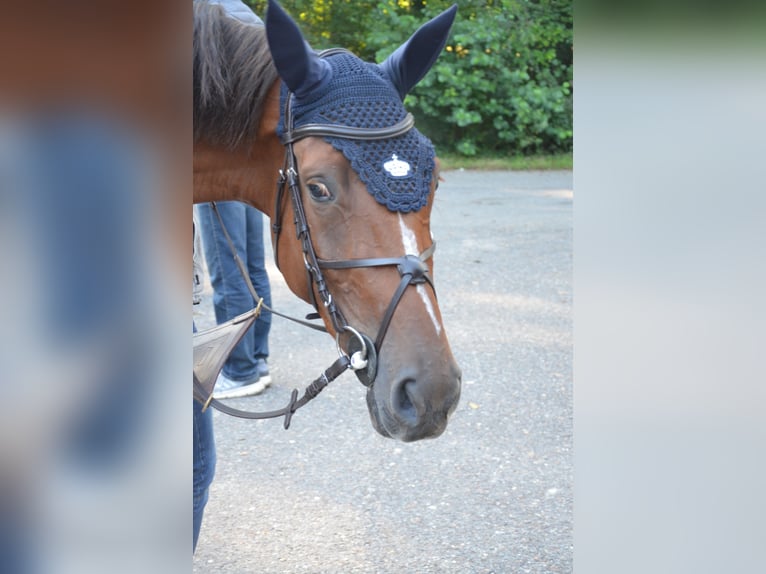 Baden Württemberger Merrie 5 Jaar 170 cm Vos in Leingarten