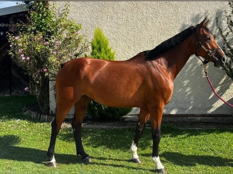 Baden Württemberger Merrie 5 Jaar 172 cm Bruin in Grabs