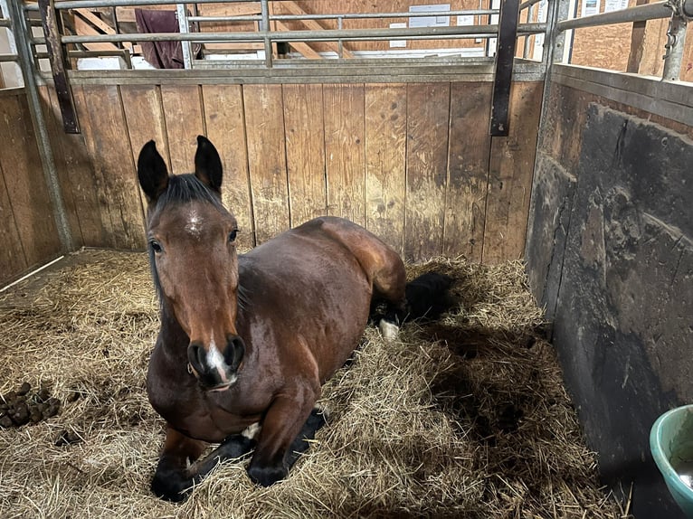 Baden Württemberger Merrie 6 Jaar 160 cm Bruin in Dettighofen