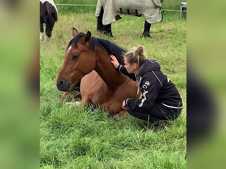Baden Württemberger Merrie 6 Jaar 165 cm Bruin in Raisdorf