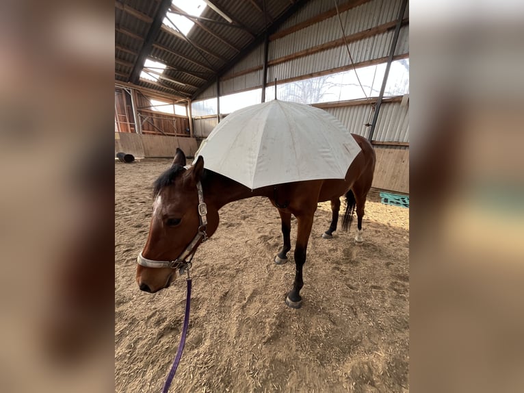 Baden Württemberger Merrie 6 Jaar 165 cm Bruin in Raisdorf