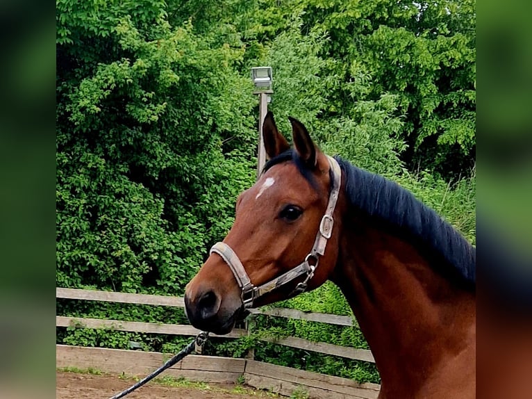 Baden Württemberger Merrie 6 Jaar 165 cm Bruin in Raisdorf