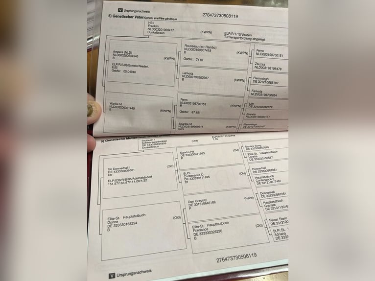 Baden Württemberger Merrie 6 Jaar 167 cm Bruin in Pelmberg