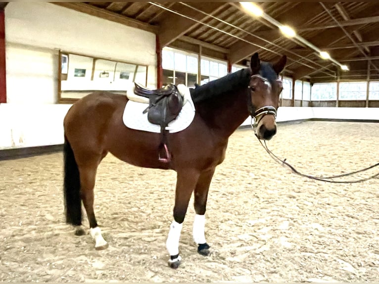 Baden Württemberger Merrie 6 Jaar 167 cm Bruin in Sigmaringen