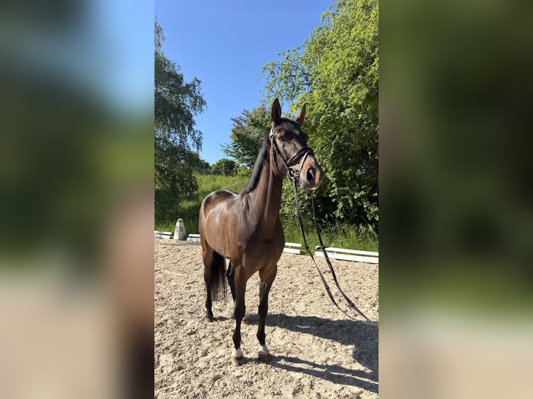 Baden Württemberger Merrie 6 Jaar 168 cm Bruin in Berg