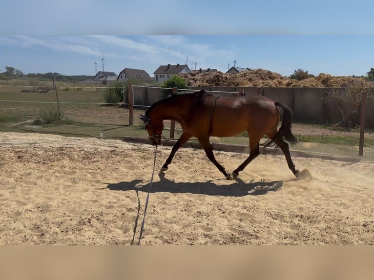 Baden Württemberger Merrie 6 Jaar 168 cm Bruin in Weimar