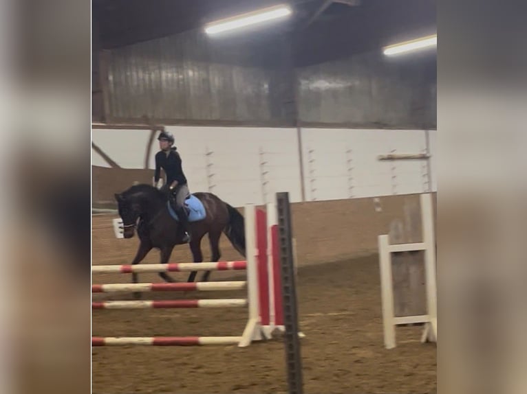 Baden Württemberger Merrie 6 Jaar 168 cm Bruin in Weimar
