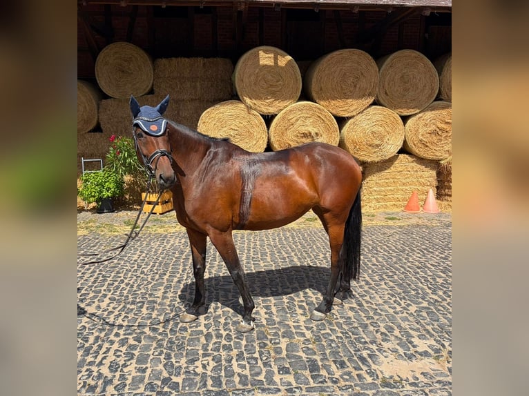 Baden Württemberger Merrie 6 Jaar 168 cm Bruin in Weimar